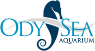 OdySea Aquarium